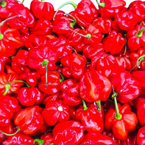 ARDEI HABANERO ROSU FRESH PEPPER 100GR - Main Image