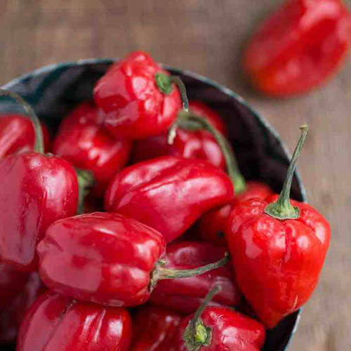Pepper Hot Pili-Pili Red Uganda